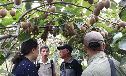 優果聯獼宗獼猴桃 八年蟄伏釀品牌，誓與佳沛爭高下